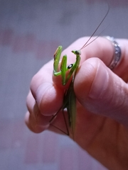 Mantis religiosa