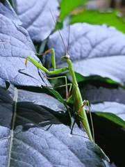 Mantis religiosa