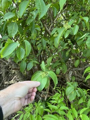 Zanthoxylum schreberi