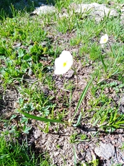 Ranunculus kuepferi