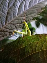 Mantis religiosa