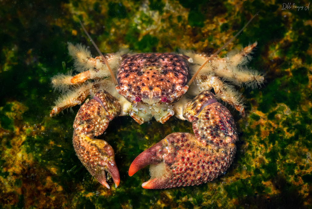 Pachycheles grossimanus