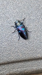 Chrysobothris chlorocephala