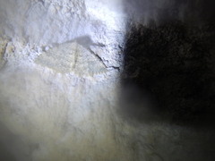 Triphosa sabaudiata