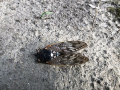 Graptopsaltria nigrofuscata