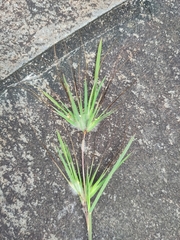 Themeda arguens