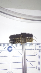 Ontholestes tessellatus