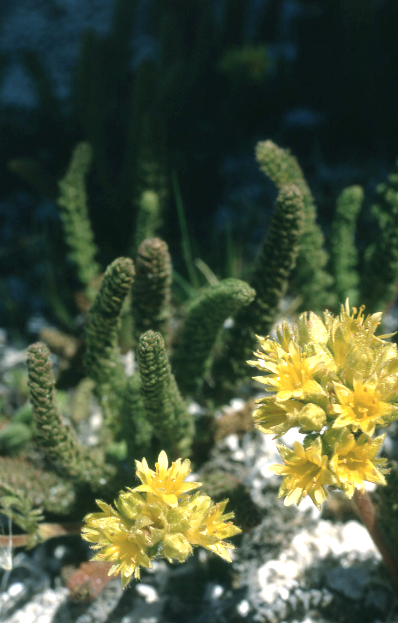 Ivesia gordonii