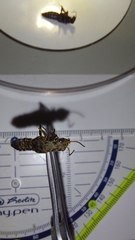 Ontholestes tessellatus