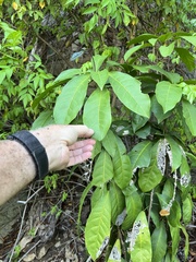 Capparidastrum frondosum
