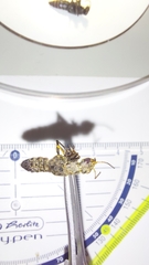 Ontholestes tessellatus