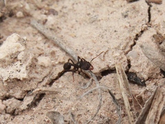 Trachymyrmex