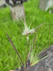 Themeda arguens