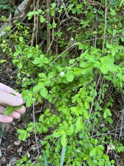 Erythroxylum brevipes