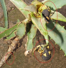 Brachycerus congestus