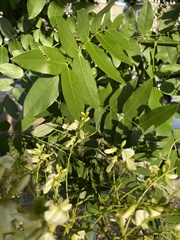 Styphnolobium