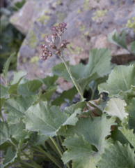 Adenostyles leucophylla