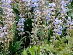 Lupinus villosus