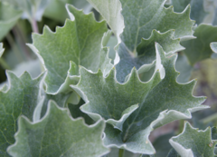 Adenostyles leucophylla