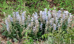 Lupinus villosus
