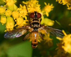 Xanthomelanodes flavipes