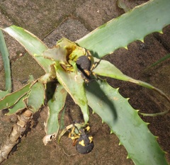 Brachycerus congestus