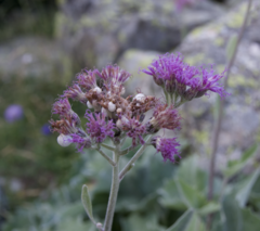 Adenostyles leucophylla