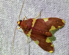 Trichromia cardinalis