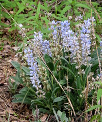 Lupinus villosus
