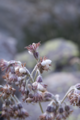 Adenostyles leucophylla