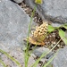 Argynnis zerene sinope - Photo (c) CK Kelly, some rights reserved (CC BY), uploaded by CK Kelly