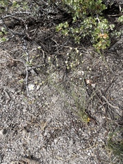 Eremogone ferrisiae