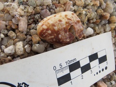 Cypraecassis coarctata