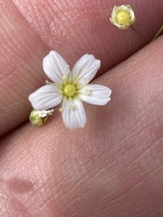 Eremogone ferrisiae
