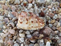 Cypraecassis coarctata