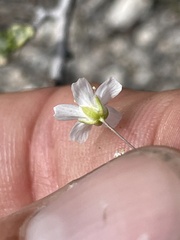 Eremogone ferrisiae