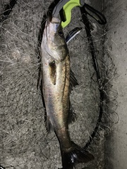 Lateolabrax japonicus