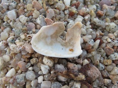 Cypraecassis coarctata