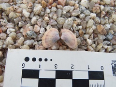 Heterodonax pacificus