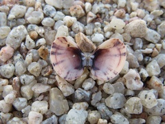 Heterodonax pacificus
