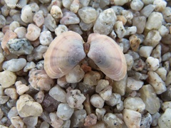 Heterodonax pacificus