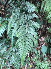 Microlepia obtusiloba