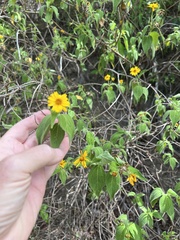Wedelia calycina