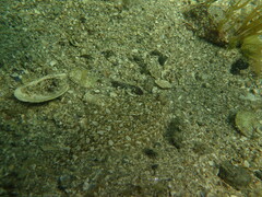 Citharichthys stigmaeus