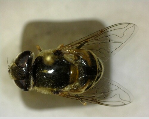 iNaturalist observation photo of Black-footed Drone Fly