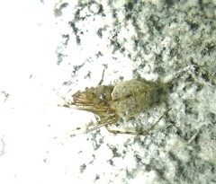Nesticidae