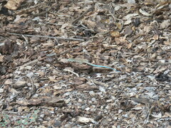 Aspidoscelis neomexicanus