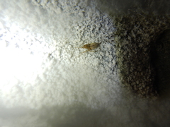 Nesticidae