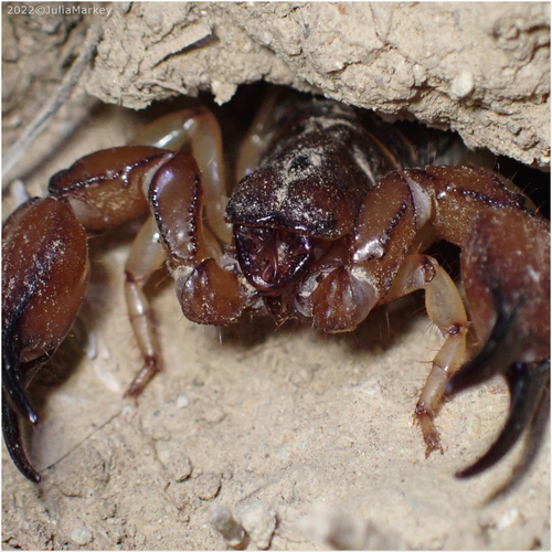 California Swollenstinger Scorpion