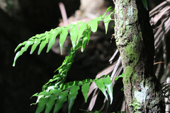 Arthropteris tenella